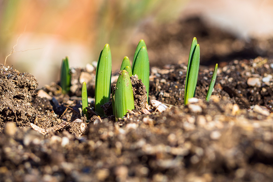 Green shoots