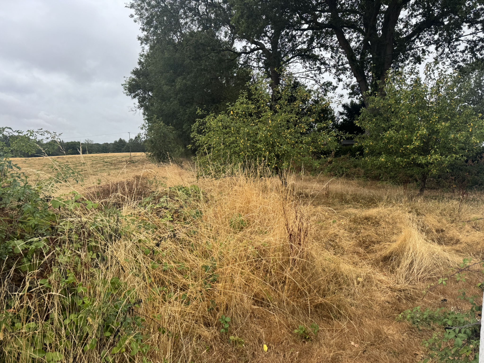 Photo of Meadowsweet, Forest Green, Dorking, Surrey