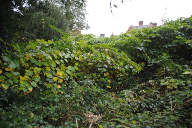 Photo of Land On South & West, Cherrimans, 55 Liphook Road, Shottermill